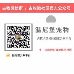 全国古牧犬微信沟通群