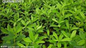 全国农业种植交流