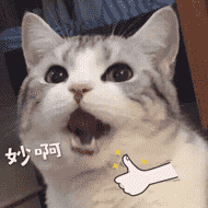 养猫群 铲屎不累