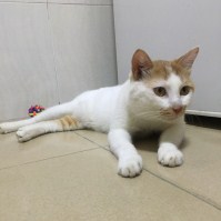 萌宠好友群