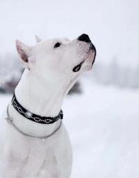 宠物猎犬沟通！巡山打猎！