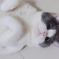 纯猫咪沟通群