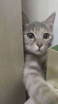 爱猫喵沟通✔