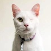 猫咪生病互助沟通