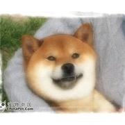【苏州】狗友互助沟通群