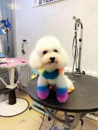 黑龙江宠物美容师