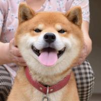 柴犬沟通群