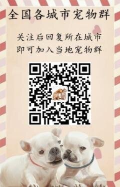 全国各地宠物群