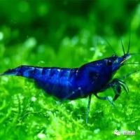 苏虾观赏虾沟通群