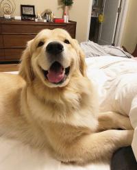 狗狗喂养沟通群
