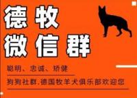 德牧犬微信沟通群