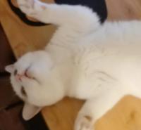 田园猫的幸福生活