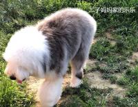 古牧犬微信沟通群