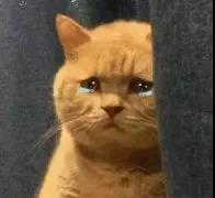 爱心领养猫咪群