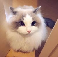 成都布偶猫沟通群