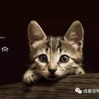  成都宠物福群