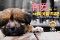 潍坊流浪动物爱心救助群