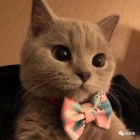 猫咪微信沟通群