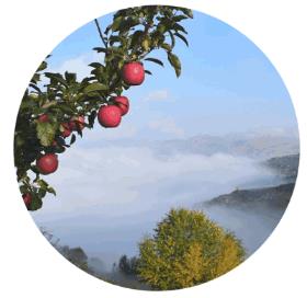 农作物科学种植群