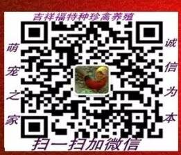 松鼠养殖内部沟通群二维码